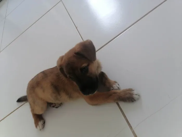 Cachorro raça Vira lata  idade 2 a 6 meses nome Nick