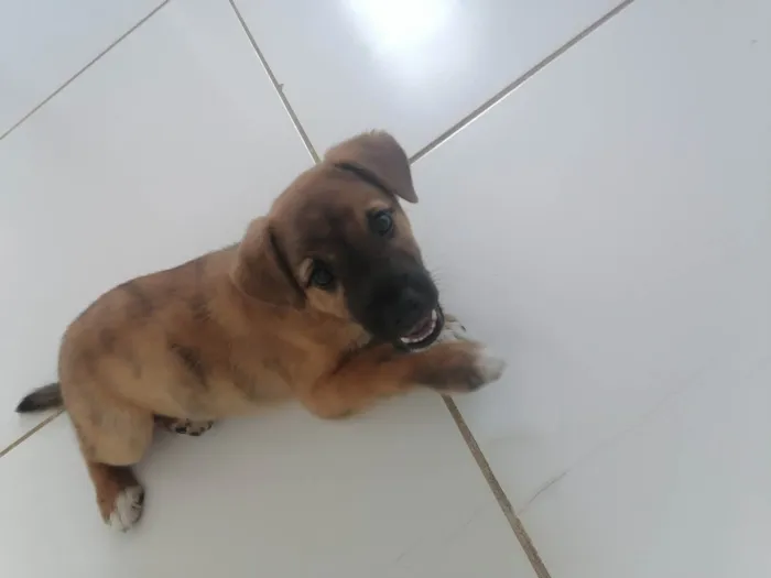 Cachorro raça Vira lata  idade 2 a 6 meses nome Nick