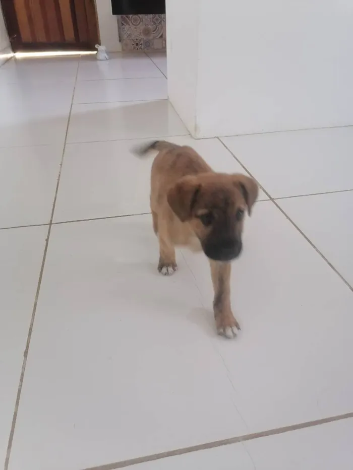 Cachorro raça Vira lata  idade 2 a 6 meses nome Nick