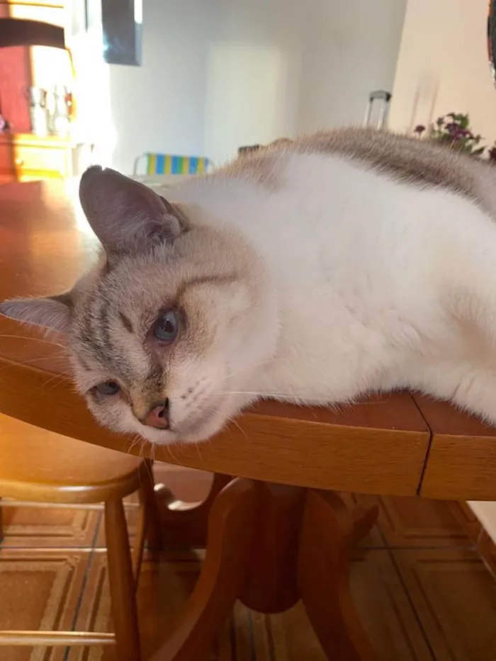 Gato raça SRD idade 6 ou mais anos nome Salomão 