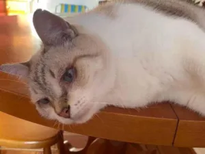 Gato raça SRD idade 6 ou mais anos nome Salomão 