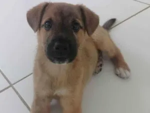 Cachorro raça Vira lata  idade 2 a 6 meses nome Nick