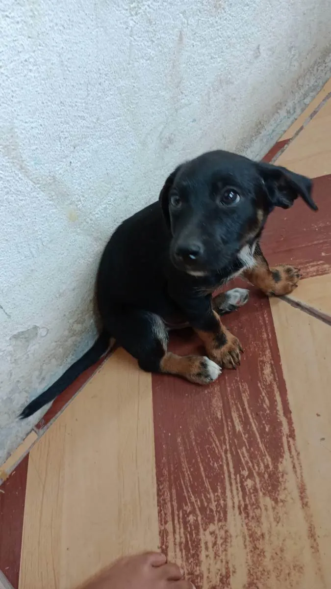 Cachorro ra a Desconhecido  idade 2 a 6 meses nome Fausto e ponio 