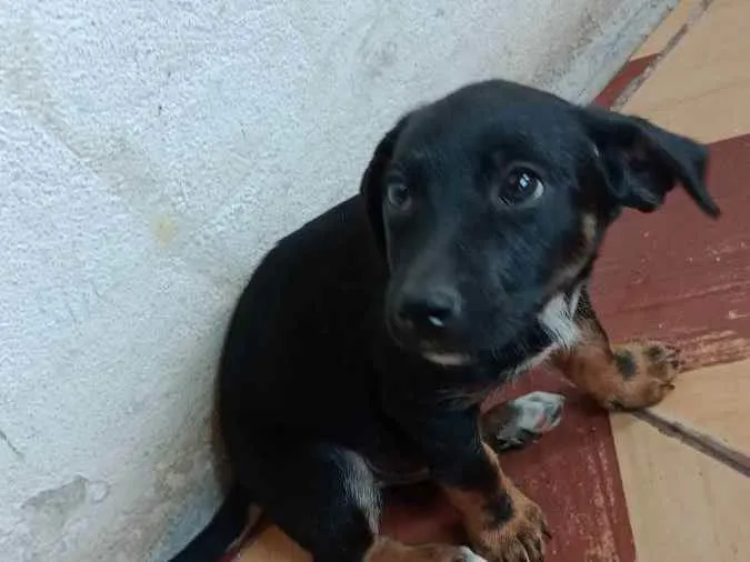 Cachorro ra a Desconhecido  idade 2 a 6 meses nome Fausto e ponio 