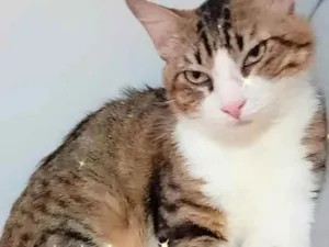 Gato raça Não definida  idade 7 a 11 meses nome Dipsy 