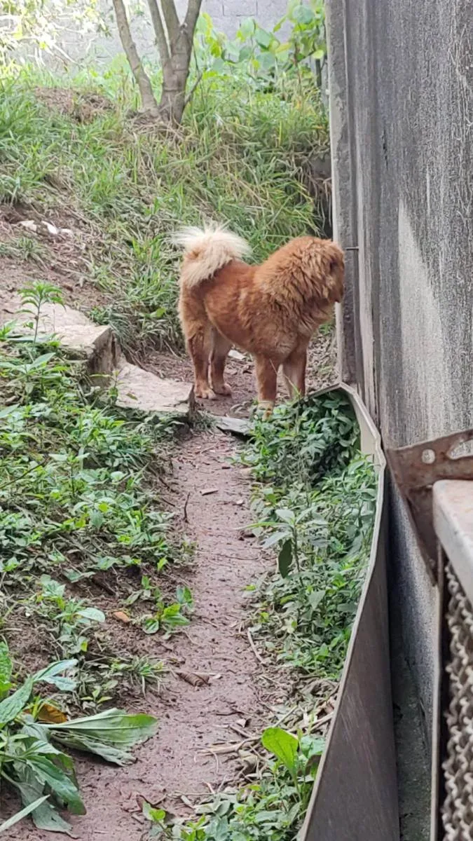 Cachorro ra a chow chow idade 2 anos nome chow chow