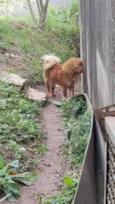 chow chow