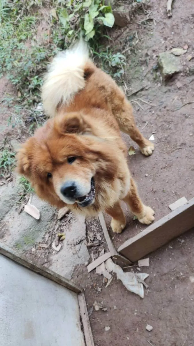 Cachorro ra a chow chow idade 2 anos nome chow chow