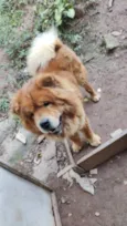 chow chow