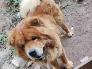 Cachorro raça chow chow idade 2 anos nome chow chow