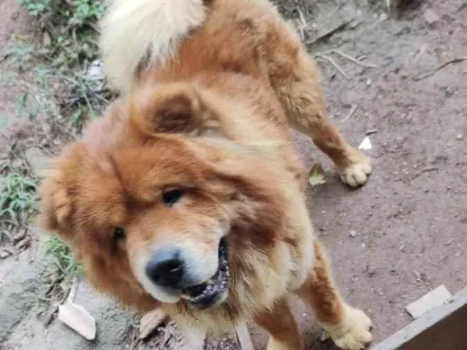 Cachorro ra a chow chow idade 2 anos nome chow chow