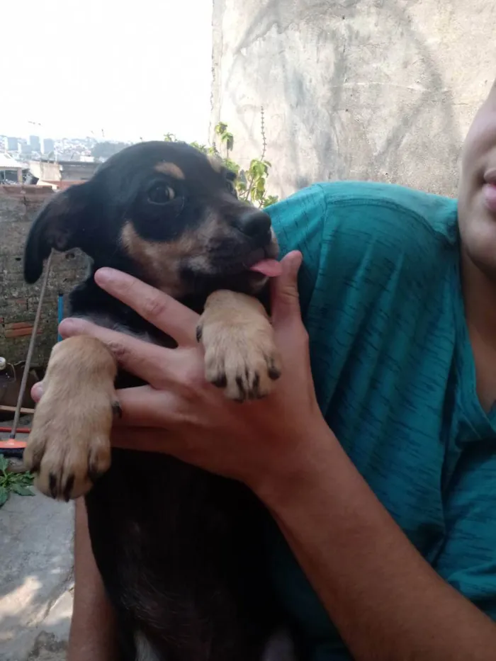 Cachorro ra a Não tenho certeza  idade 2 a 6 meses nome Neguinho, canelinha 