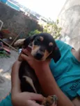 Neguinho, canelinha 