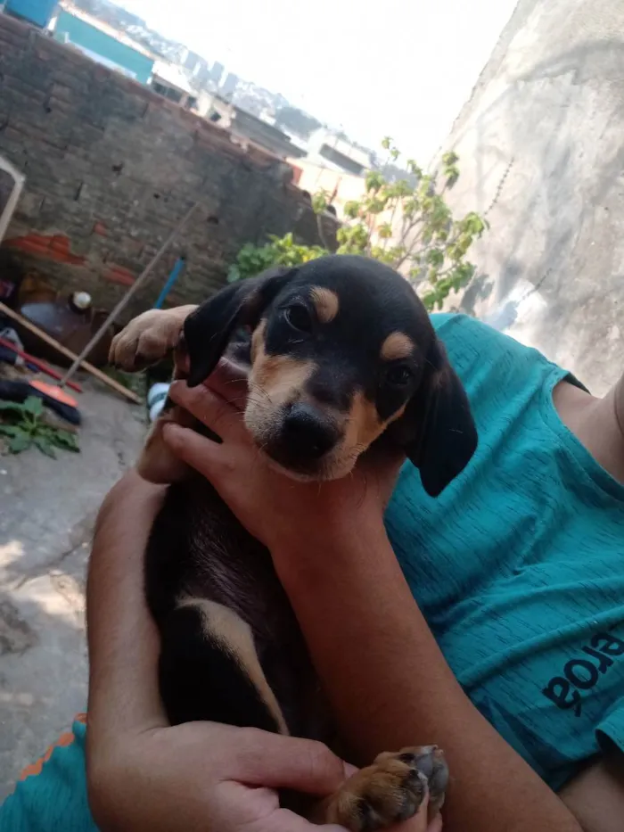 Cachorro ra a Não tenho certeza  idade 2 a 6 meses nome Neguinho, canelinha 