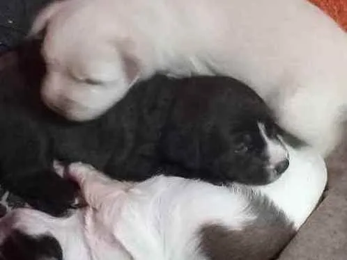 Cachorro ra a Vira latas idade Abaixo de 2 meses nome São bebes