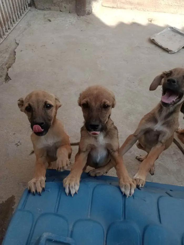 Cachorro ra a Vira lata idade 2 a 6 meses nome Filhotes