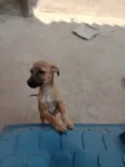 Filhotes