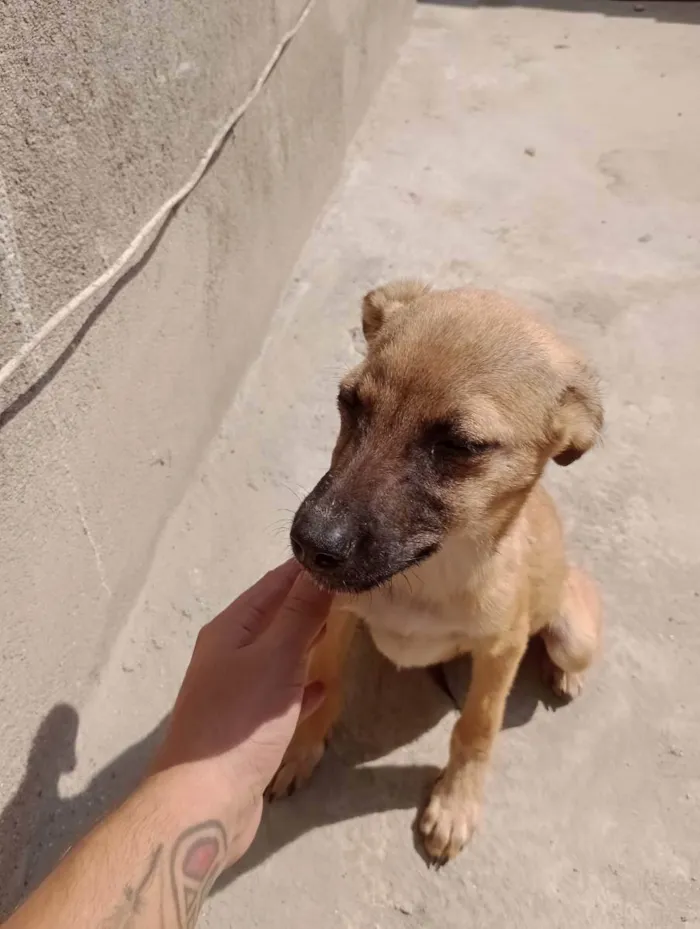 Cachorro ra a Vira lata idade 2 a 6 meses nome Filhotes