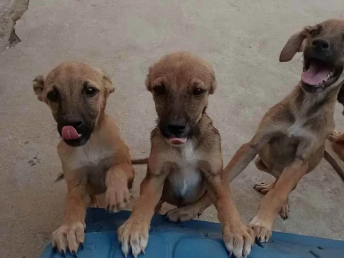 Cachorro ra a Vira lata idade 2 a 6 meses nome Filhotes