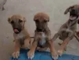 Filhotes