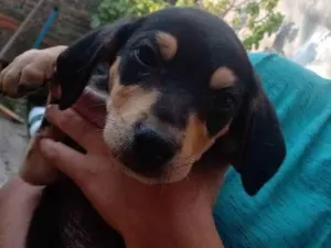 Cachorro raça Não tenho certeza  idade 2 a 6 meses nome Neguinho, canelinha 