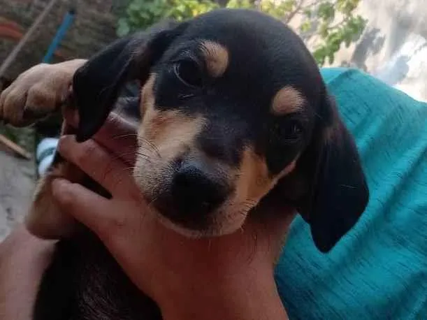 Cachorro ra a Não tenho certeza  idade 2 a 6 meses nome Neguinho, canelinha 