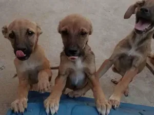 Cachorro raça Vira lata idade 2 a 6 meses nome Filhotes