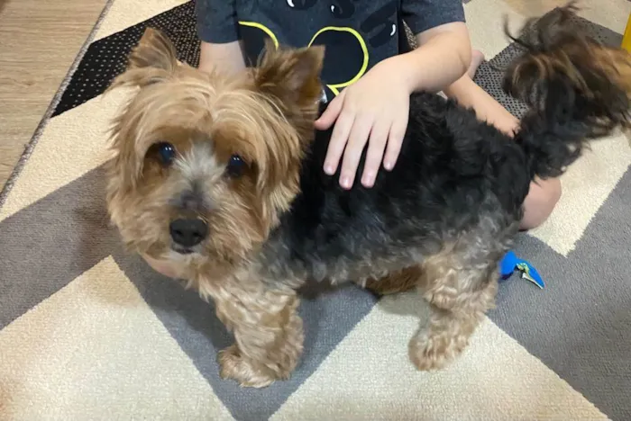 Cachorro ra a Yorkshire idade 6 ou mais anos nome Tigrão 