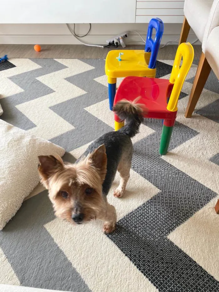 Cachorro ra a Yorkshire idade 6 ou mais anos nome Tigrão 