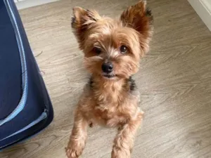 Cachorro raça Yorkshire idade 6 ou mais anos nome Tigrão 