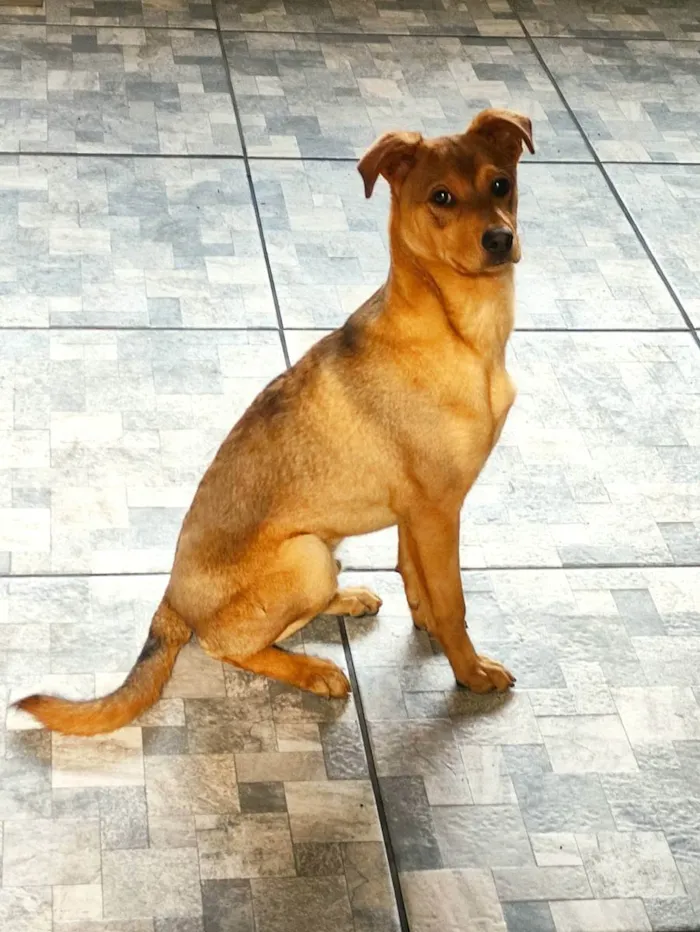 Cachorro ra a SRD idade 7 a 11 meses nome Max