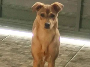 Cachorro raça SRD idade 7 a 11 meses nome Max