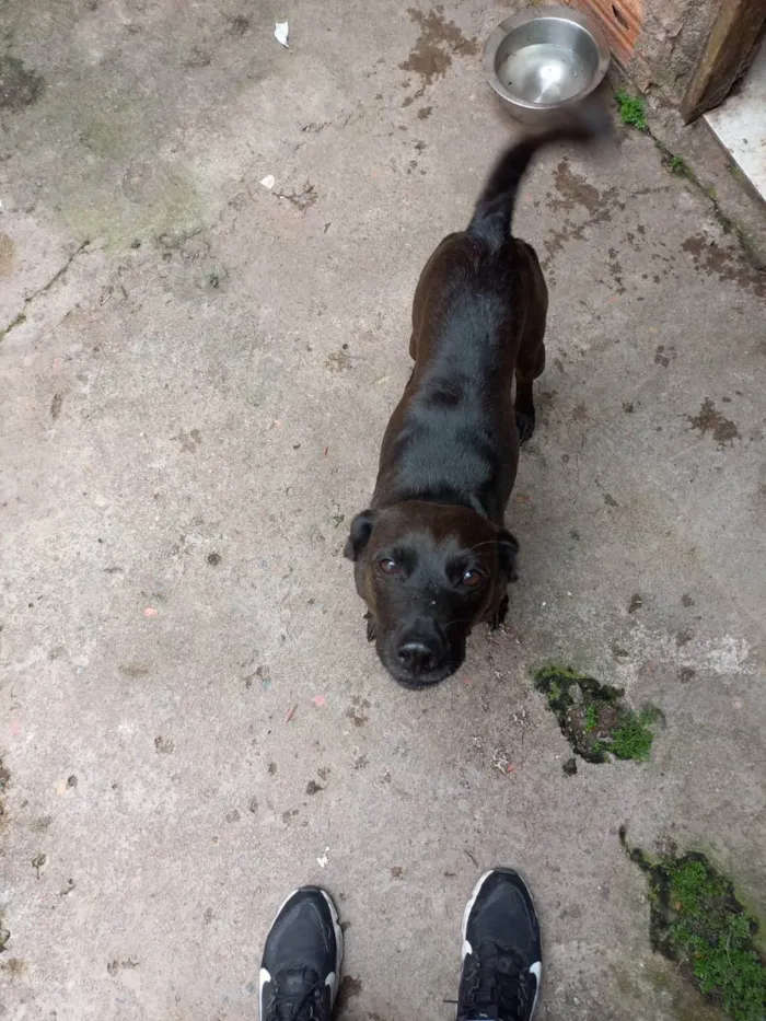 Cachorro ra a Vira lata idade 6 ou mais anos nome Lua