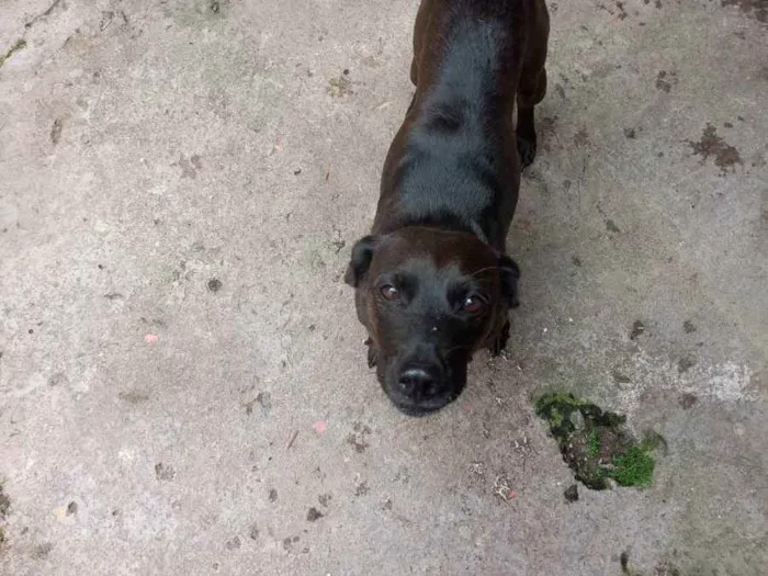 Cachorro ra a Vira lata idade 6 ou mais anos nome Lua