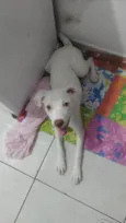 Cachorro raça Srd idade 2 a 6 meses nome Angel