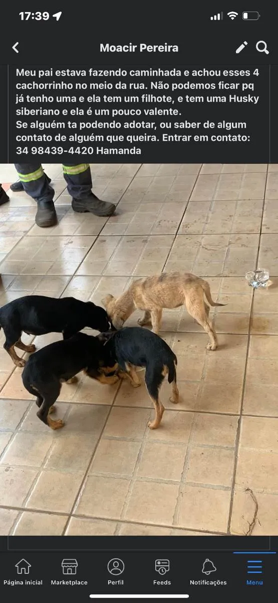 Cachorro ra a Viralata  idade Abaixo de 2 meses nome Sem nome