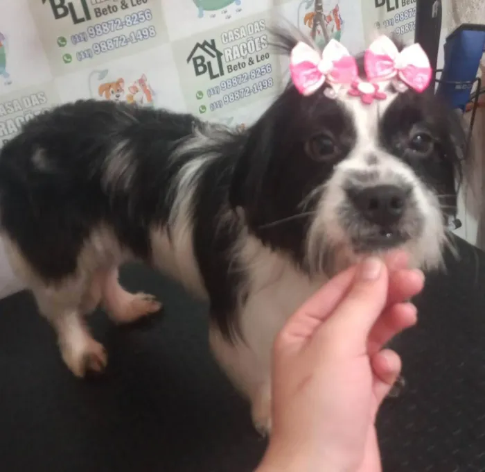 Cachorro raça Shitzu  idade 3 anos nome Amora 