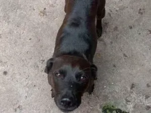 Cachorro raça Vira lata idade 6 ou mais anos nome Lua