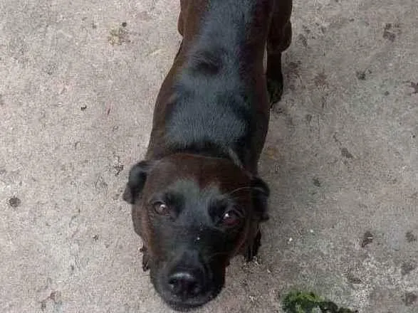 Cachorro ra a Vira lata idade 6 ou mais anos nome Lua