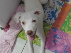 Cachorro raça Srd idade 2 a 6 meses nome Angel