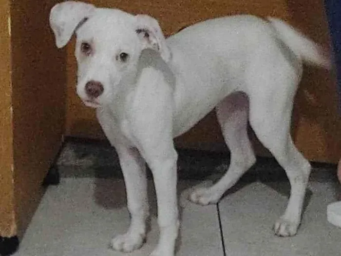 Cachorro raça Srd idade 2 a 6 meses nome Angel