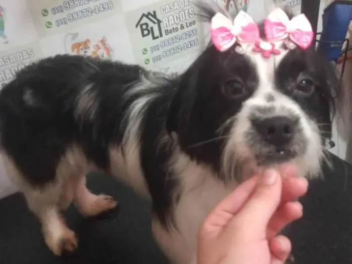 Cachorro raça Shitzu  idade 3 anos nome Amora 