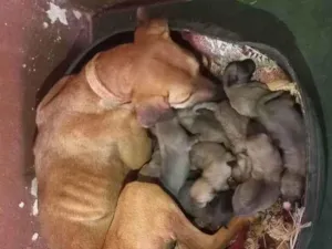 Cachorro raça Sem Raça Definida idade 2 anos nome Lola