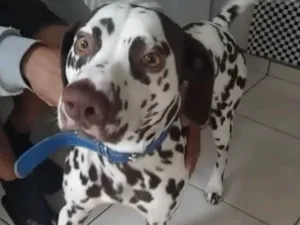 Cachorro raça Mestiço Dálmata idade 4 anos nome Tobi