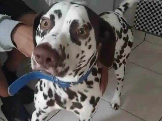 Cachorro raça Mestiço Dálmata idade 4 anos nome Tobi