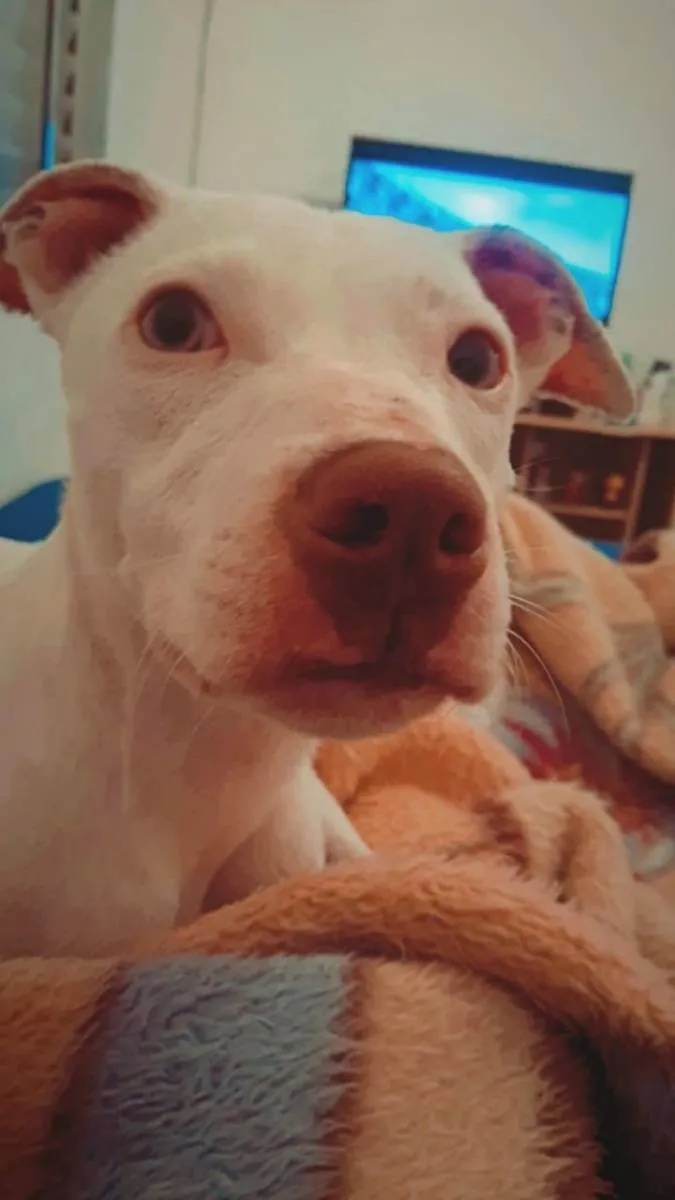 Cachorro ra a srd idade 7 a 11 meses nome pandora