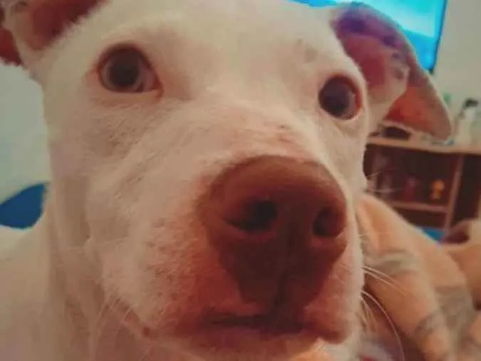 Cachorro ra a srd idade 7 a 11 meses nome pandora