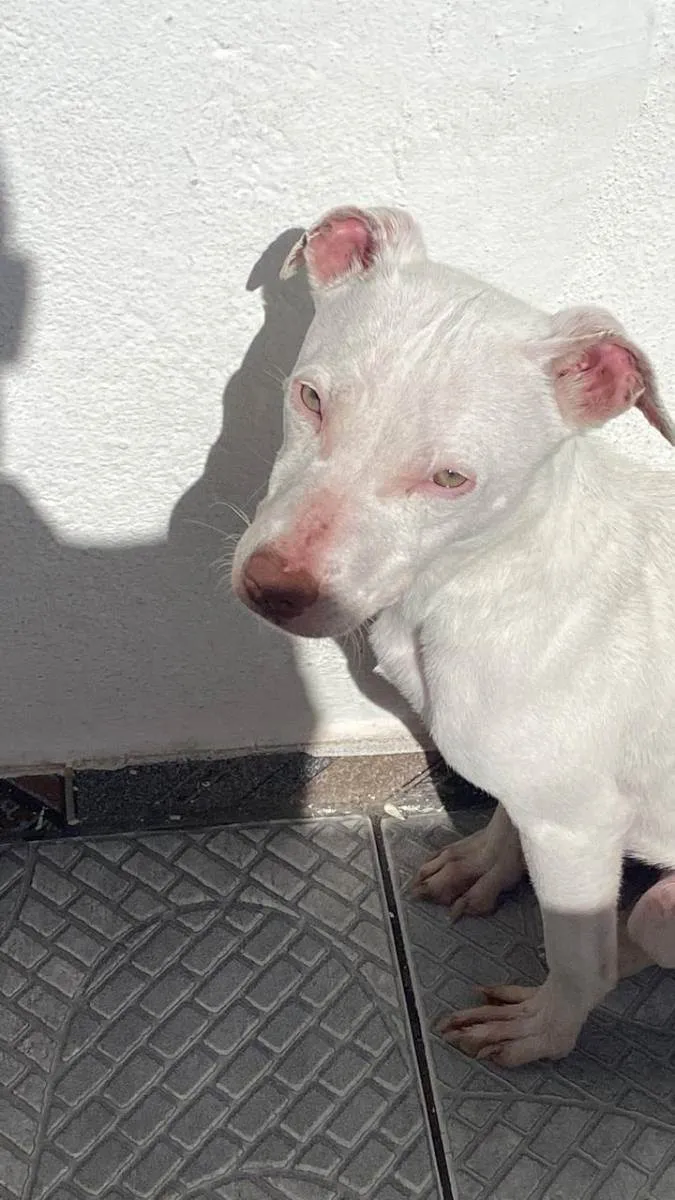Cachorro ra a srd idade 7 a 11 meses nome pandora