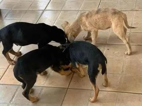 Cachorro ra a Viralata  idade Abaixo de 2 meses nome Sem nome