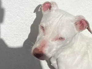 Cachorro raça srd idade 7 a 11 meses nome pandora